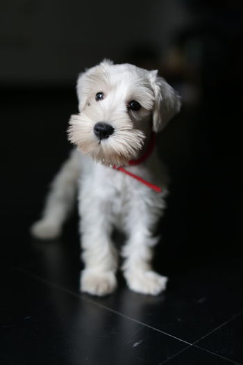 Portrait of white puppy