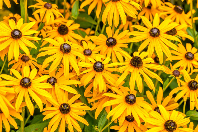 Close-up of black-eyed susan flowers