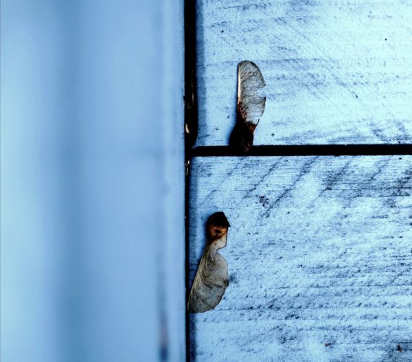 Close-up of a dog looking through window