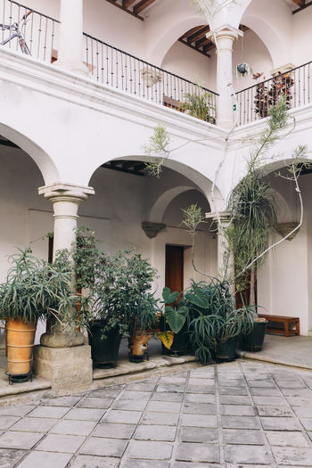 View of built structure filled with potted plants in oaxaca, mexico