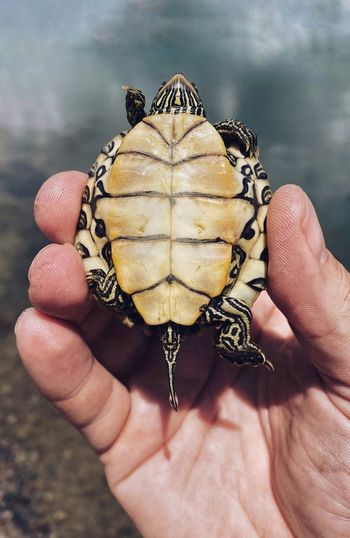 Close-up of hand holding small turtle