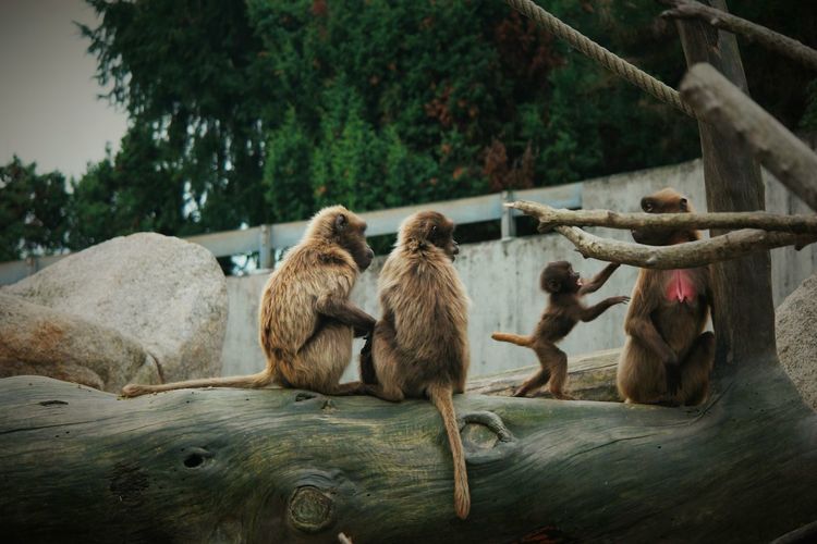 Group of a monkeys