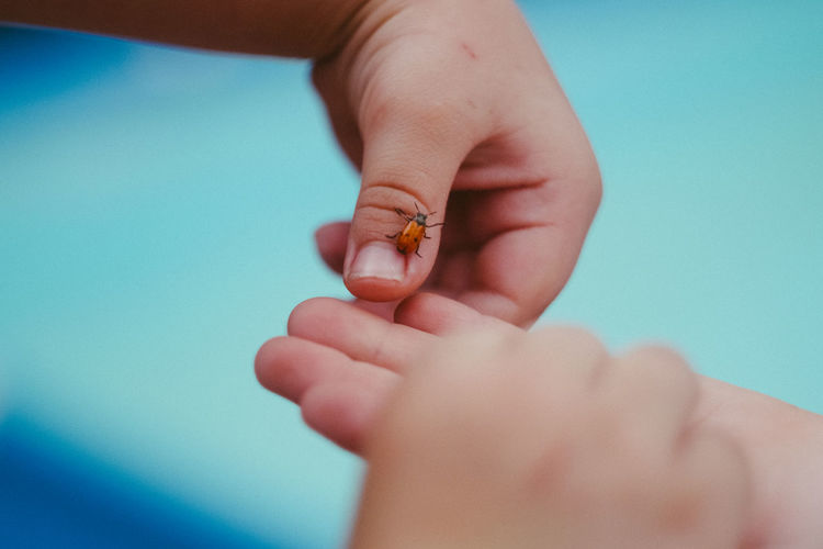 Cropped hands of siblings holding ladybug
