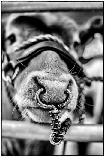 Close-up of horse