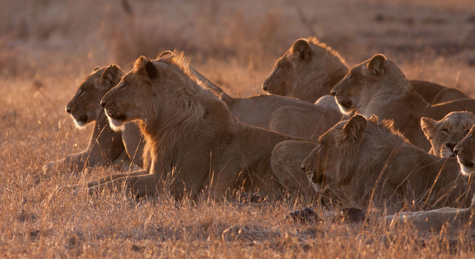 Lions sitting on grass field in kruger national park