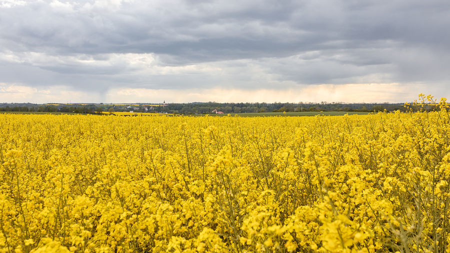 Scenic view of oilseed rape field against cloudy sky