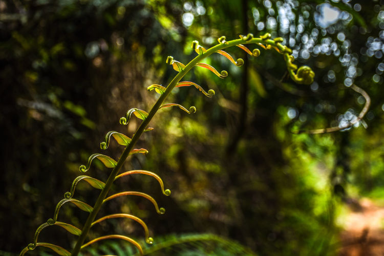 Low angle view of fern against trees