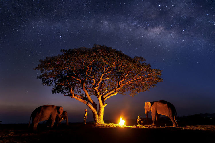 Elephants and people by campfire against star field at night