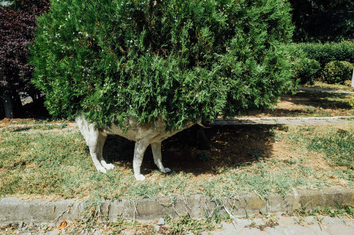 Close-up of dog hiding in plant