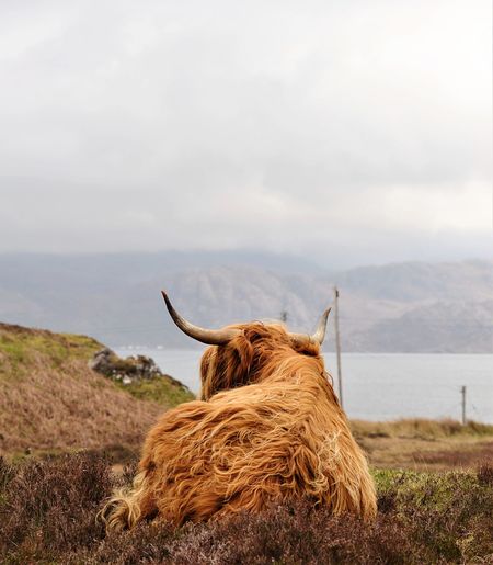 View of an animal on field against sky