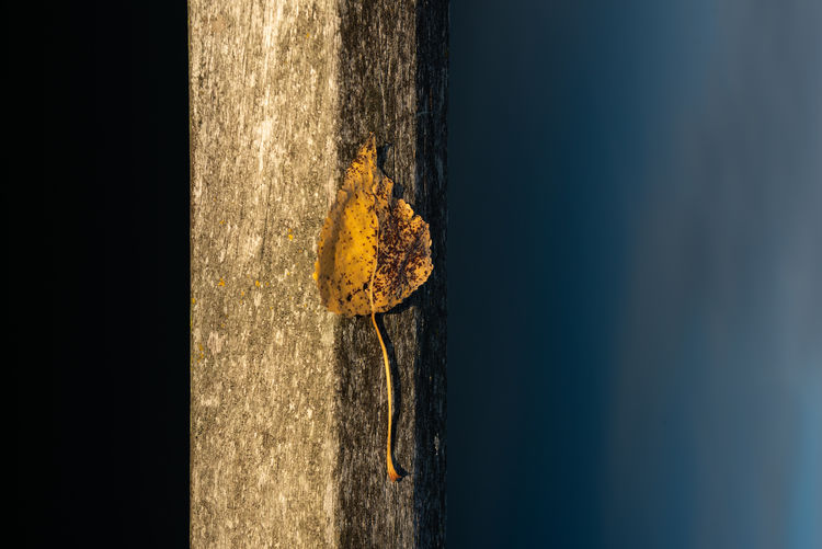Close-up of yellow leaf on architectural column against sky