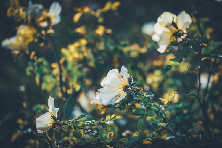 Close-up of white flowering plant