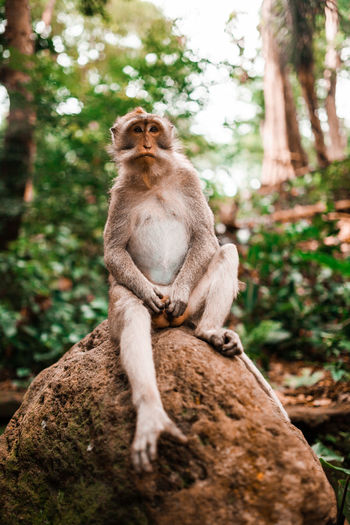 Adult male long tailed monkey sitting on a rock