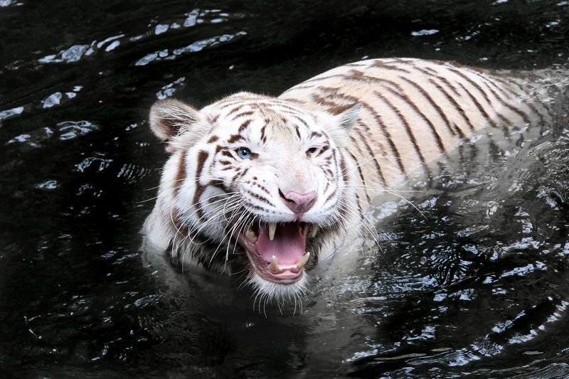 High angle view of tiger with mouth open looking away while standing in lake