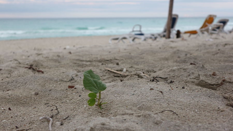 Plant growing on beach against sky