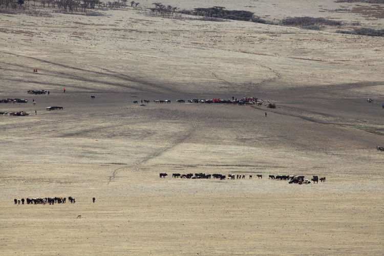 Flock of sheep grazing on landscape