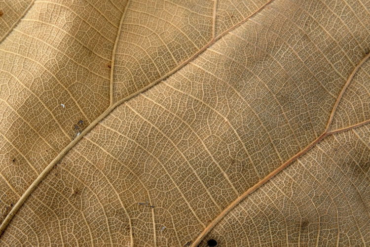 Full frame shot of tree leaves