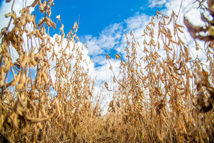 Close-up of corn field against blue sky
