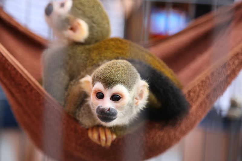 Squirrel monkeys relaxing in hammock
