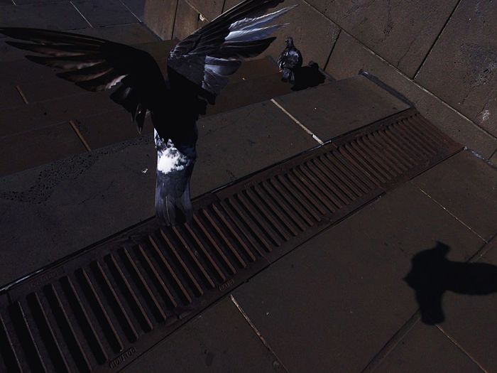 Pigeon landing on steps