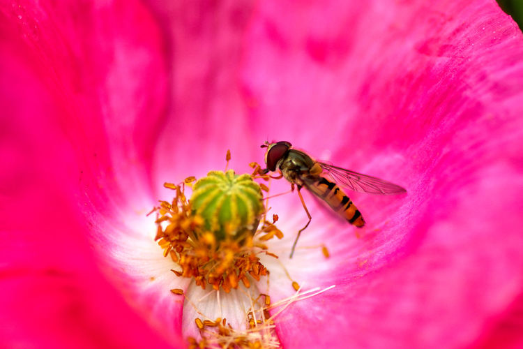Close-up of hoverfly on pink poppy flower