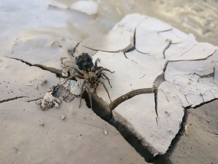 High angle view of spider on ground