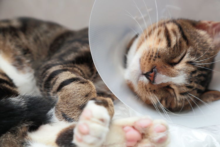 Close-up of cat wearing protective collar sleeping