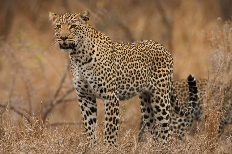 Leopard in gfield