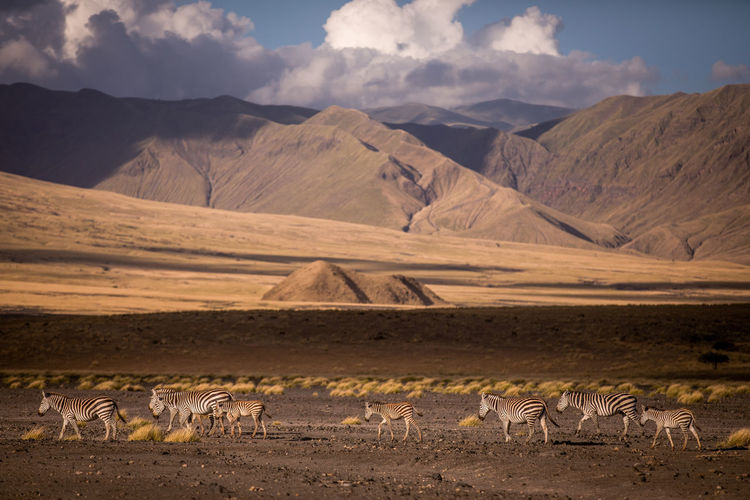 Landscape of tanzania savanna with holy mount lengai