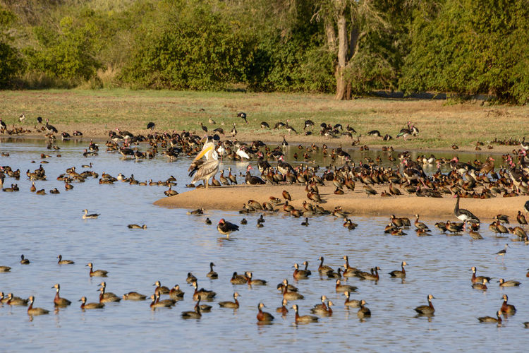 Flock of birds in lake