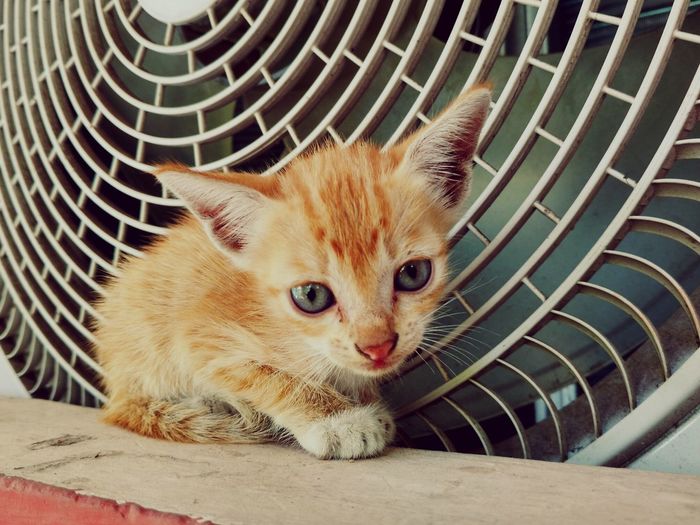 Close-up of kitten sitting on retaining wall by electric fan