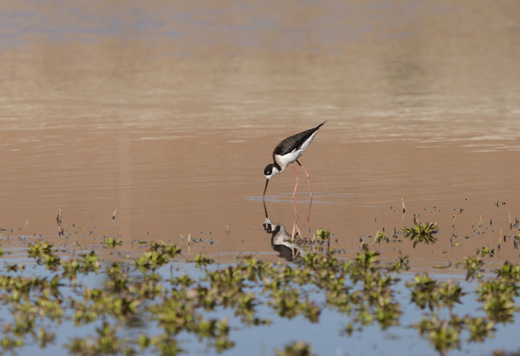 Black-necked stilt in lake