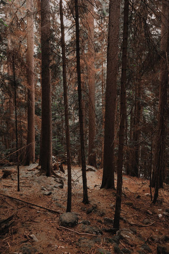 Trees in forest