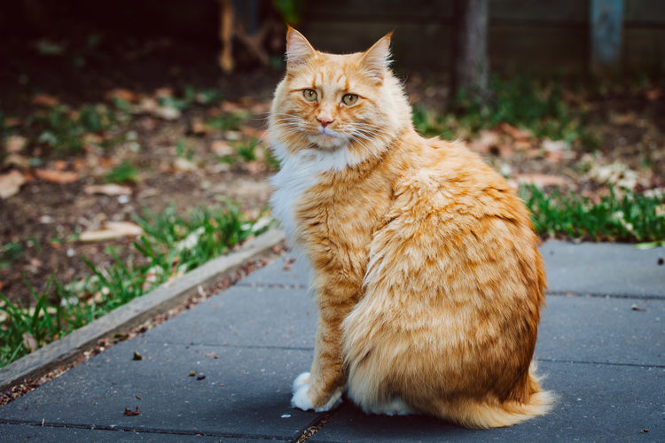 Ginger cat sitting on pavement making eye contact with the viewer