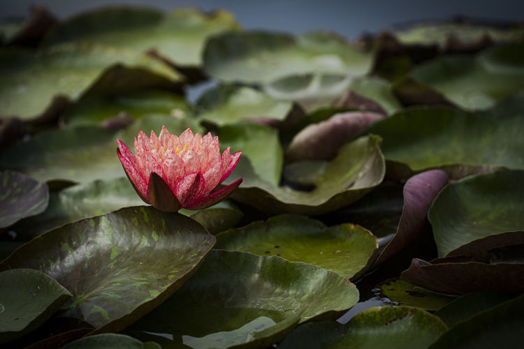 Beautiful red lotus or lotus in the pond.
