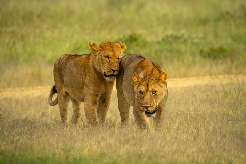 Lioness nuzzles another walking through long grass
