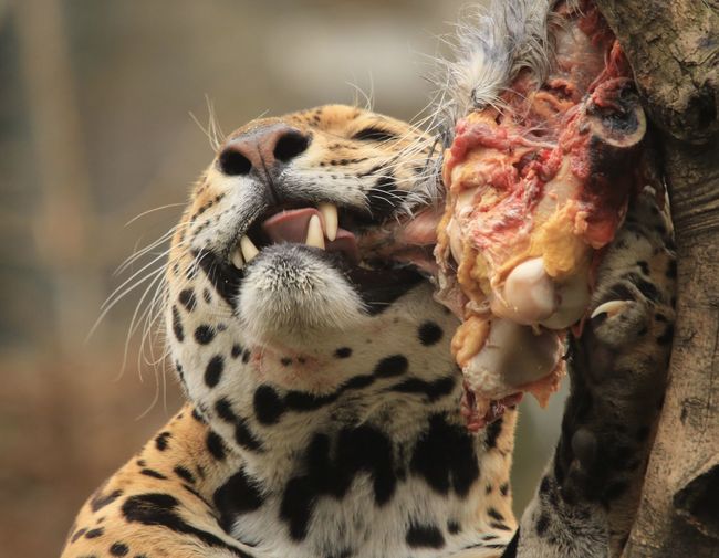 Close-up of jaguar eating prey