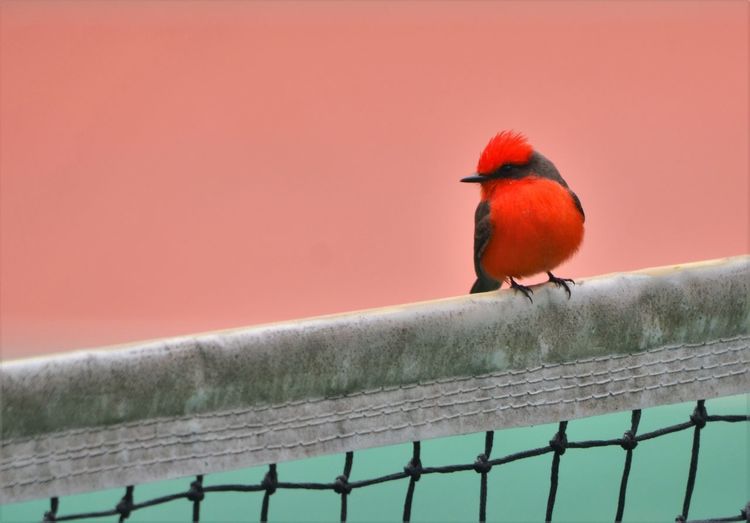 Close-up of bird perching on tennis net