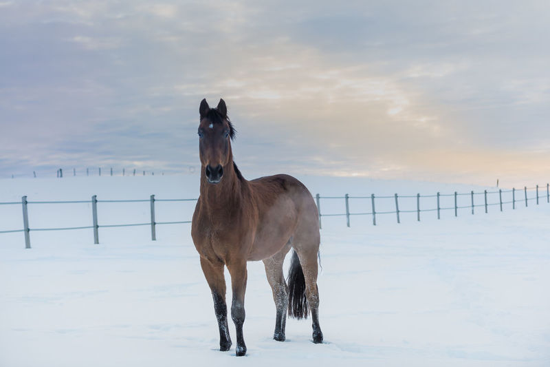 Horse standing in snowscenery at beautifull sunset in winter