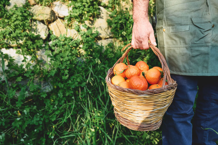 Ripe natural organic citrus fruit in a basket in the hands of farmer.harvest country village concept
