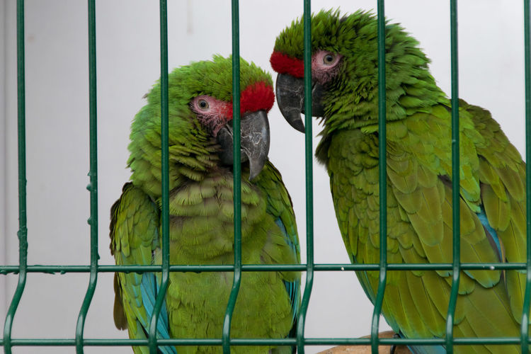 Two birds in cage