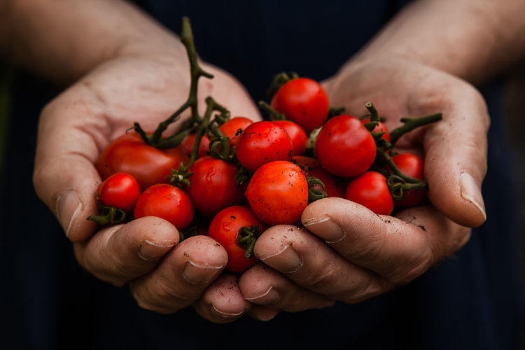 Hand holding cherry tomatoes
