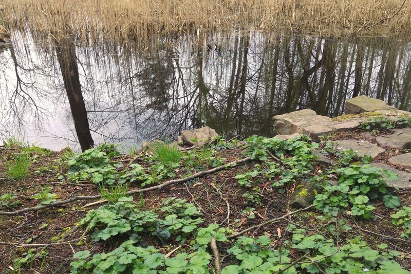 Plants growing by lake in forest