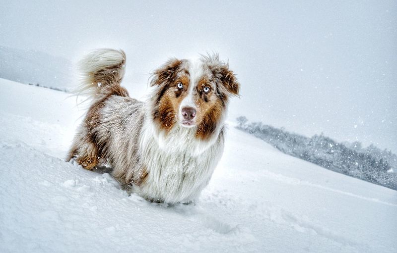Dog on snow against sky