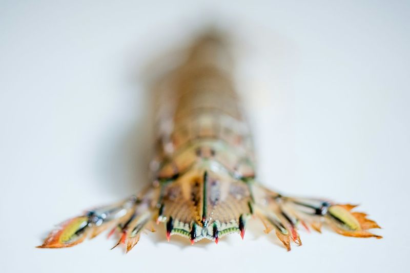 Close-up of mantis shrimp on white background
