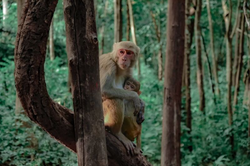 Mother monkey love towards baby monkey