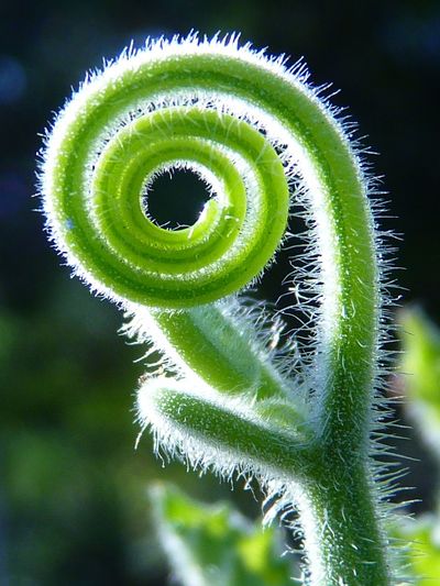 Close-up of fresh green plant