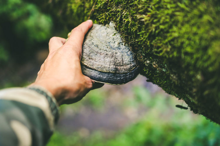 Cropped hand holding mushroom on tree trunk