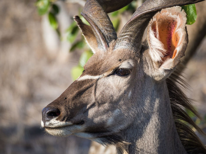 Close-up portrait of greater kudu, kruger national park, south africa