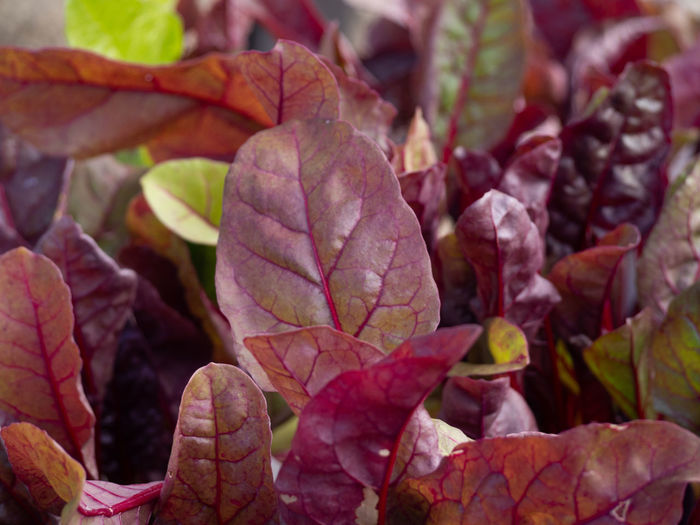 Full frame shot of leaves